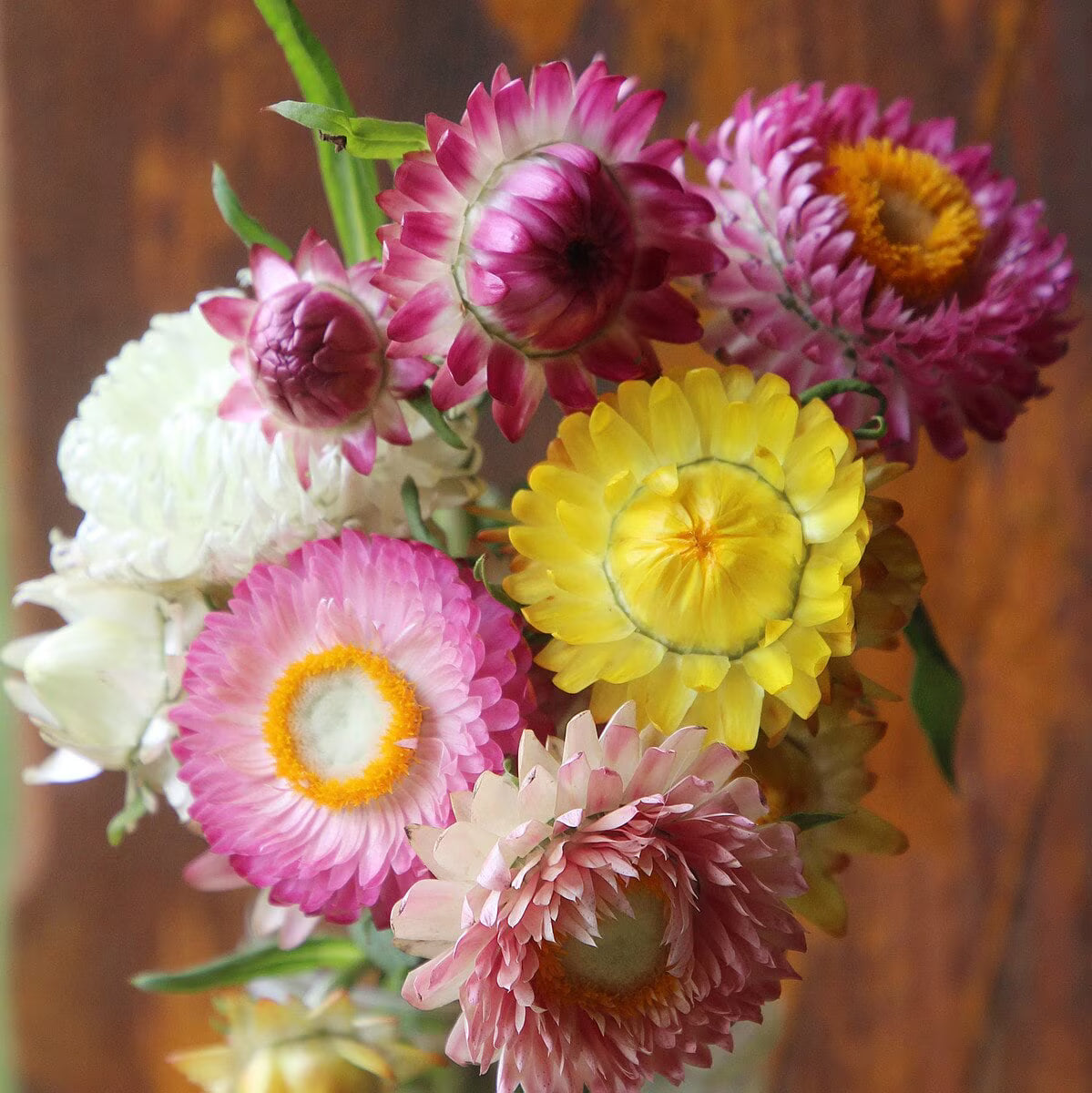 Seed Savers Exchange - Strawflower Mixture