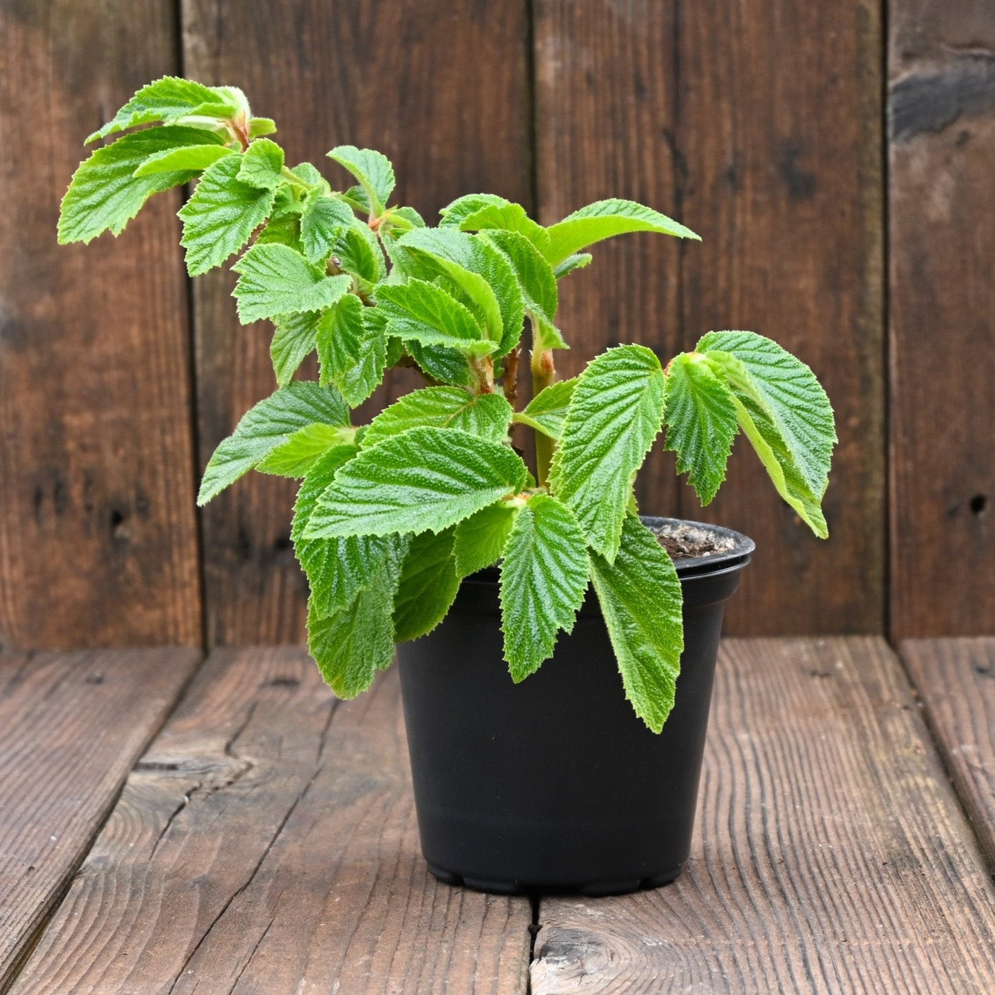 Begonia ulmifolia - Begonia