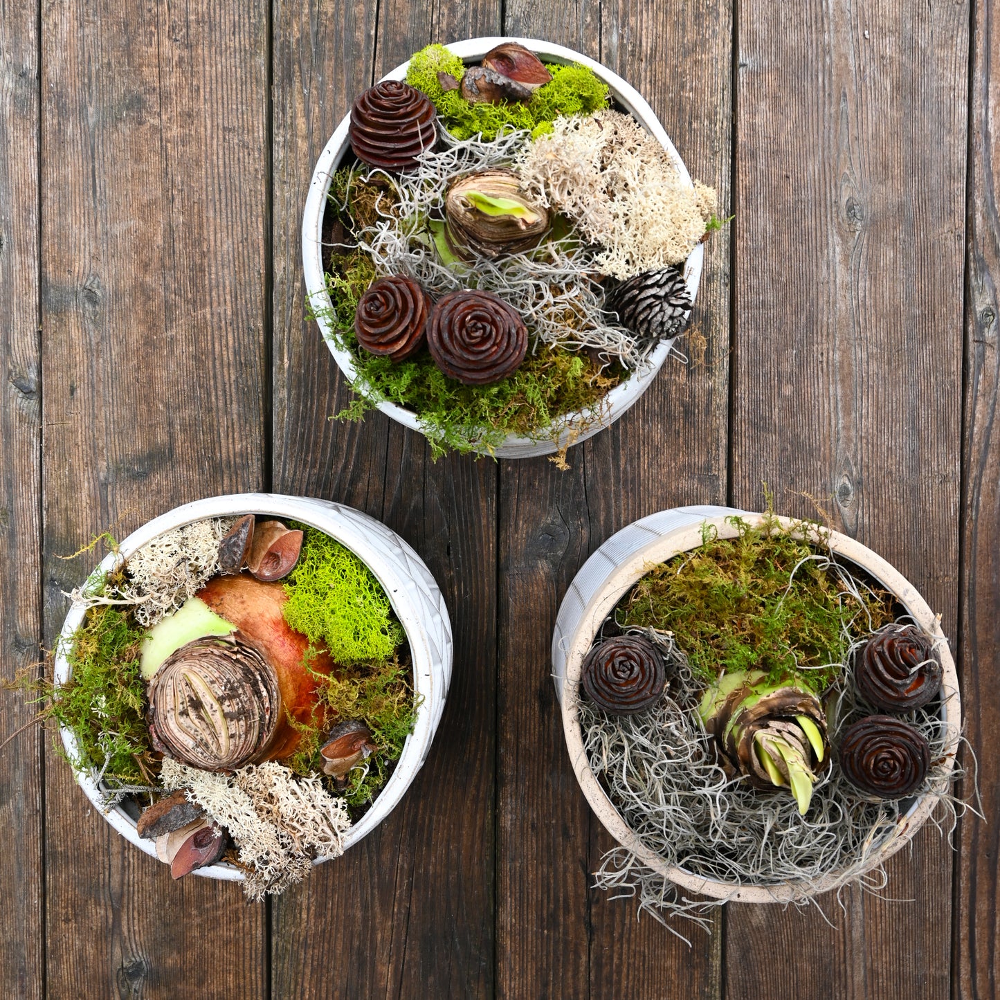 Nov 8th - Blooming Mossy Miniscape Workshop