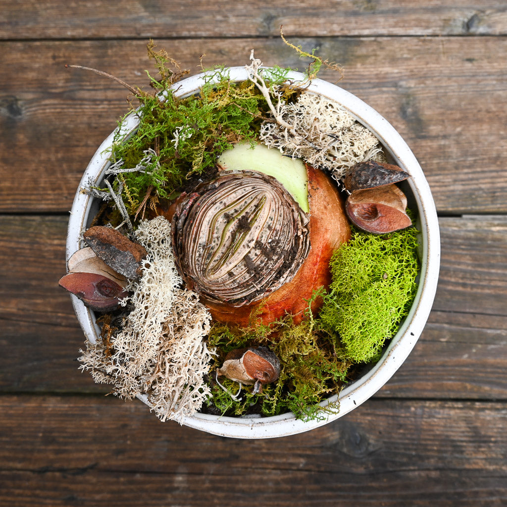 Nov 8th - Blooming Mossy Miniscape Workshop