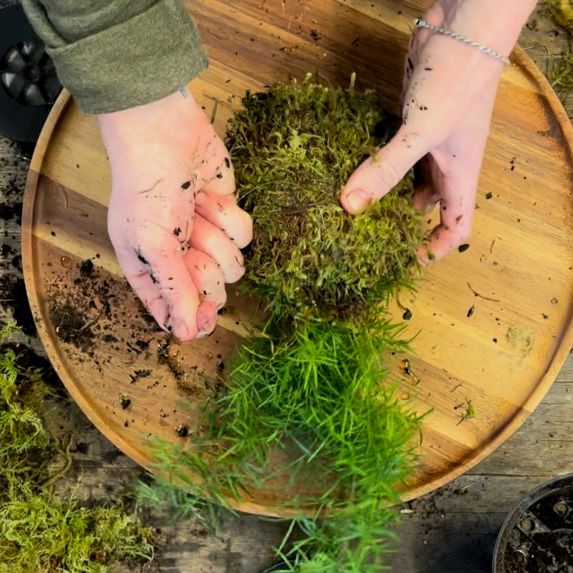 Kokedama DIY Kit