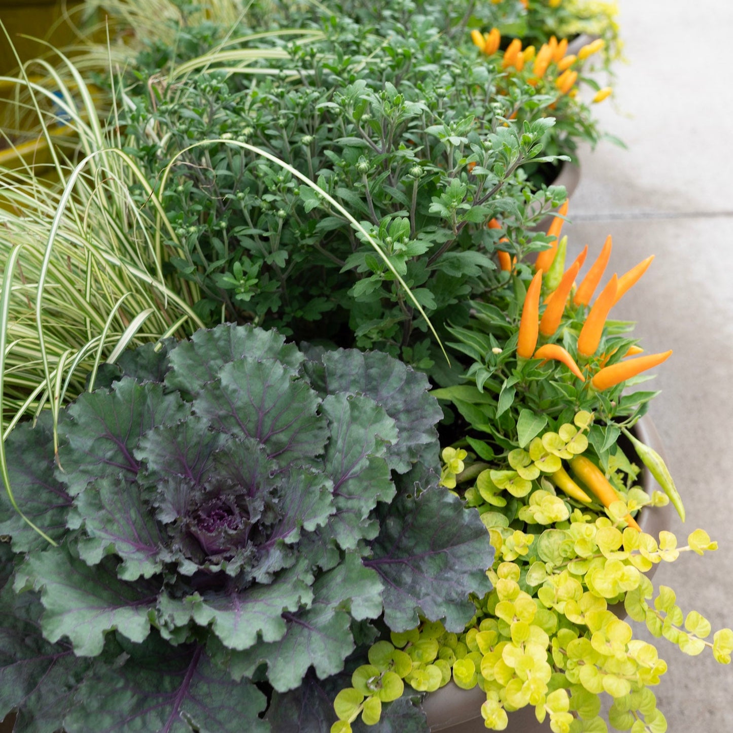 Autumn Abundance Seasonal Container