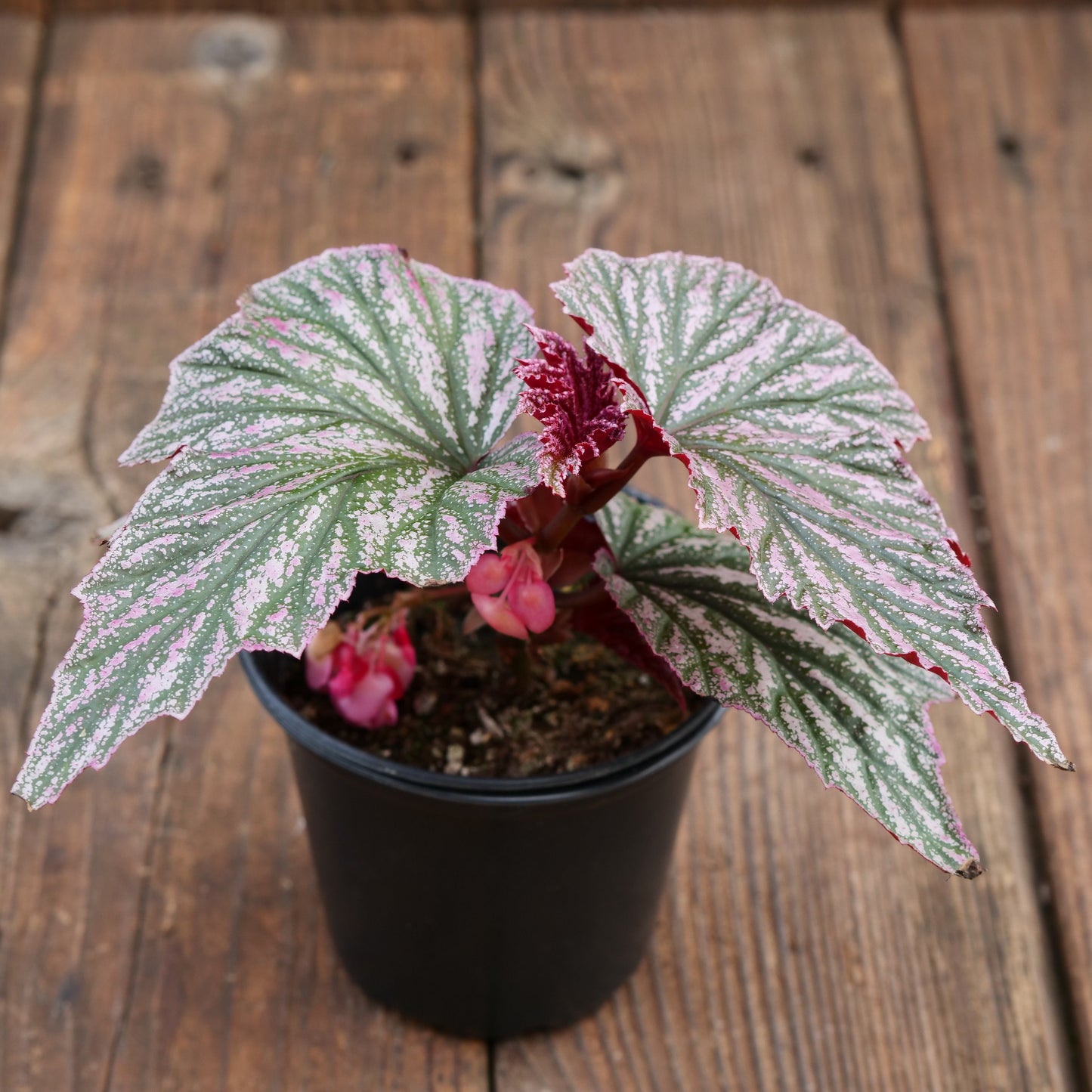 Begonia 'Pink Minx' - Begonia