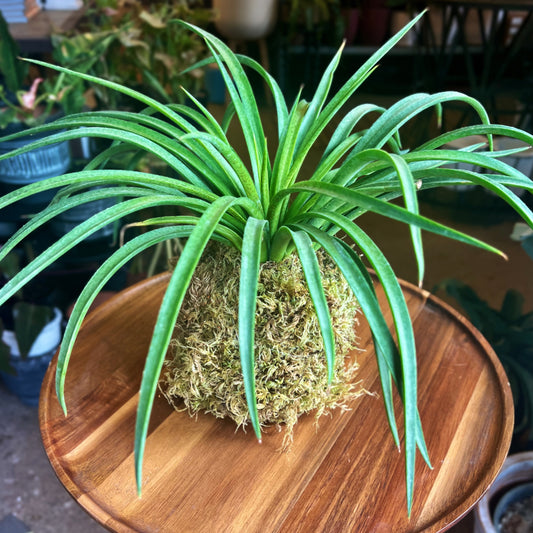 Kokedama DIY Kit