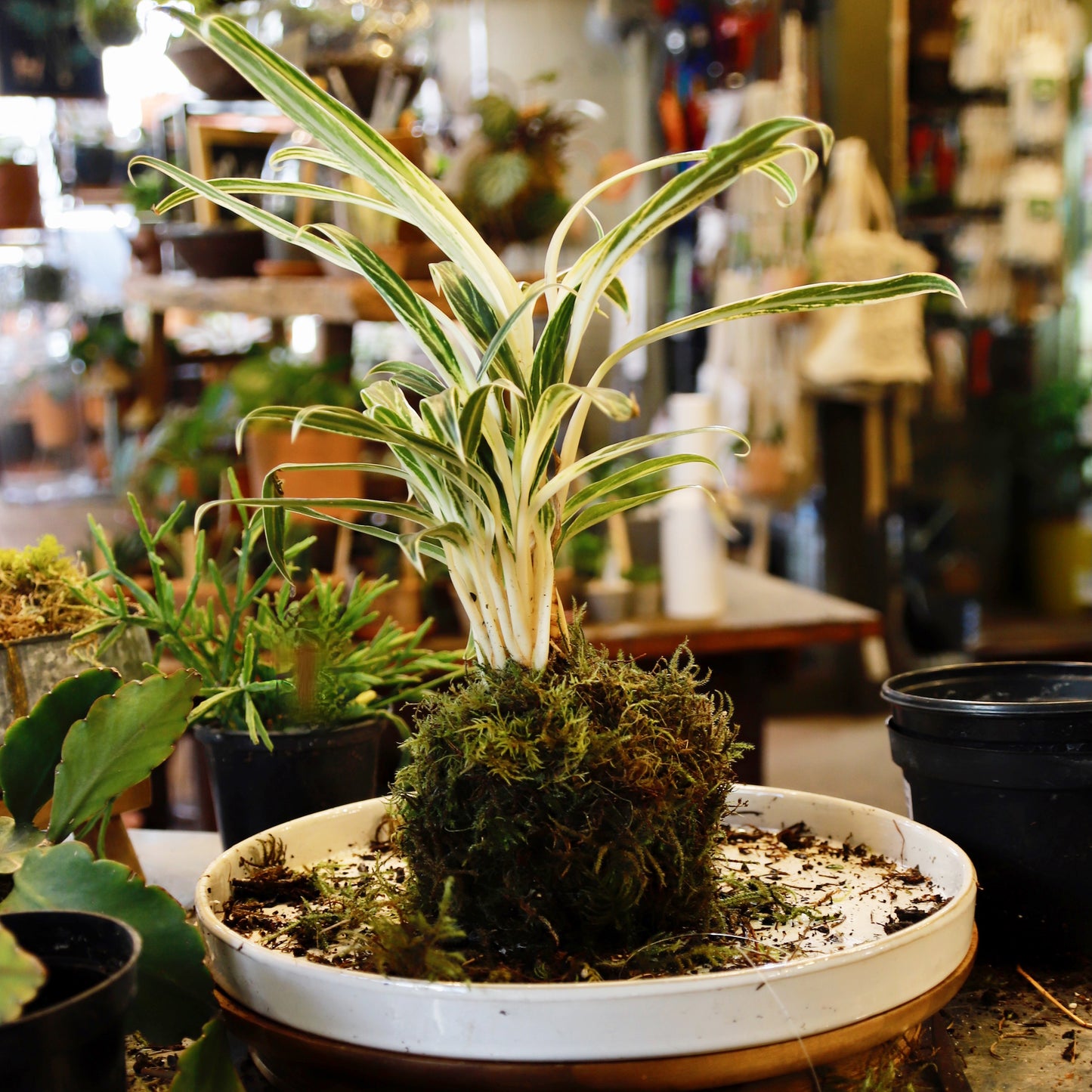 Kokedama DIY Kit