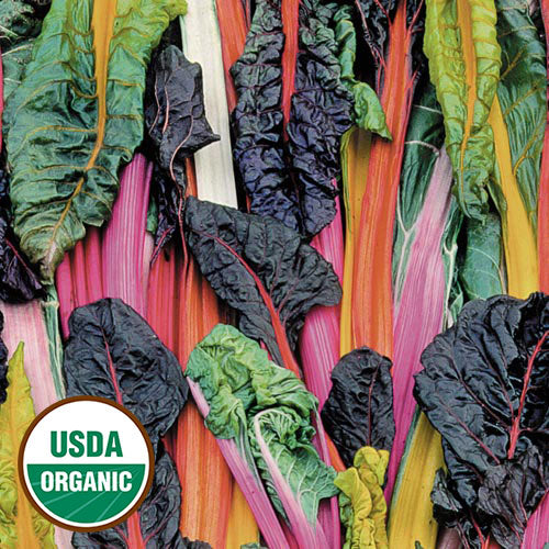Seed Savers Exchange - Five Color Silverbeet Swiss Chard
