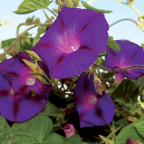 Seed Savers Exchange - Grampa Ott's Morning Glory
