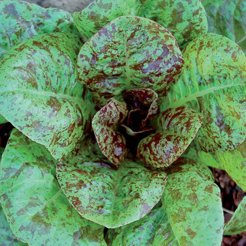 Seed Savers Exchange - Forellenschluss Lettuce