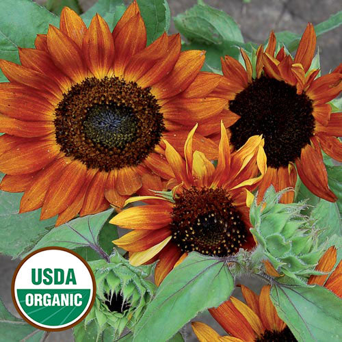 Seed Savers Exchange - Velvet Queen Sunflower