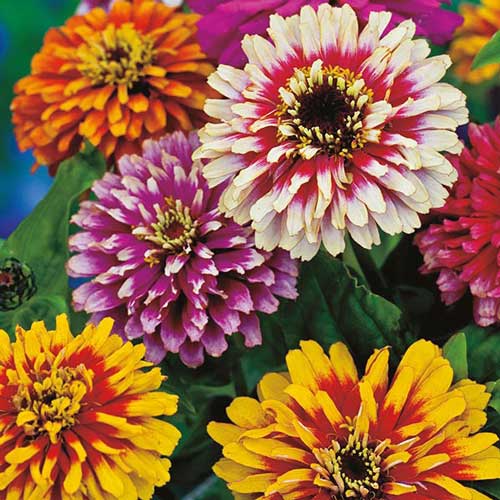 Seed Savers Exchange - Whirlygig Zinnia Mixture