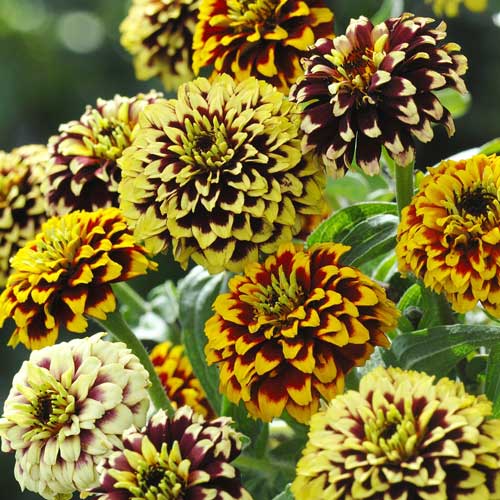 Seed Savers Exchange - Jazzy Mix Zinnia