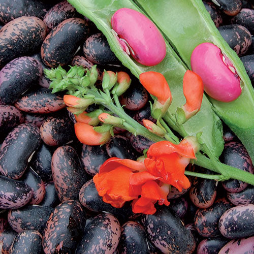 Seed Savers Exchange - Scarlet Runner Bean