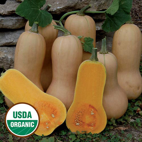 Seed Savers Exchange - Waltham Butternut Squash