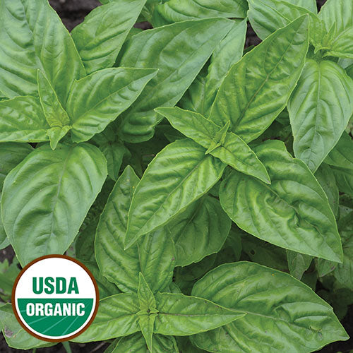 Seed Savers Exchange - Genovese Basil