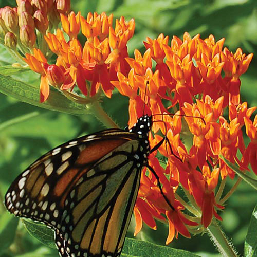 Seed Savers Exchange - Butterflyweed