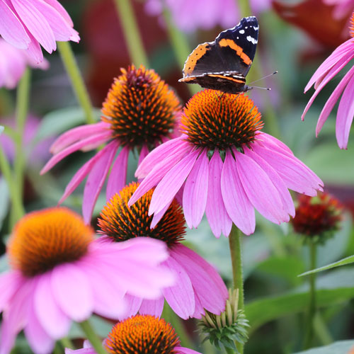 Seed Savers Exchange - Purple Coneflower