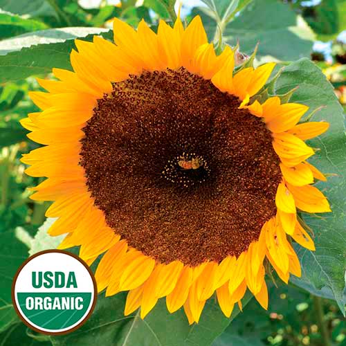 Seed Savers Exchange - Taiyo Sunflower