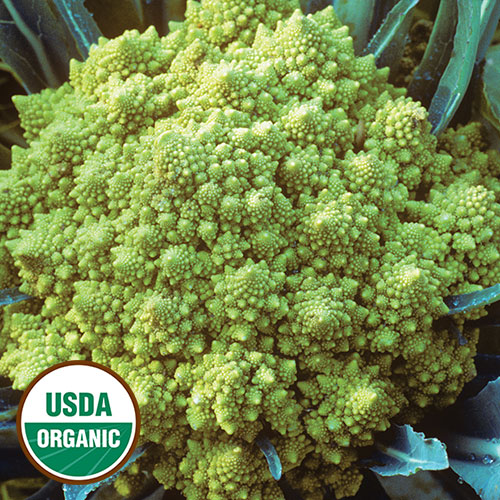 Seed Savers Exchange - Romanesco Cauliflower