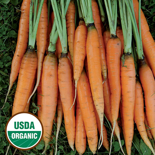 Seed Savers Exchange - Scarlet Nantes Carrot