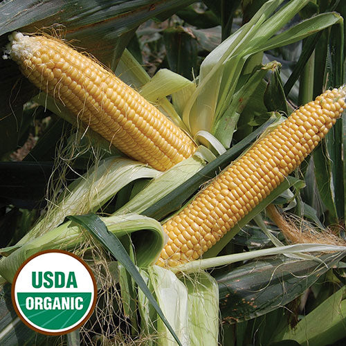 Seed Savers Exchange - Golden Bantam Improved Corn