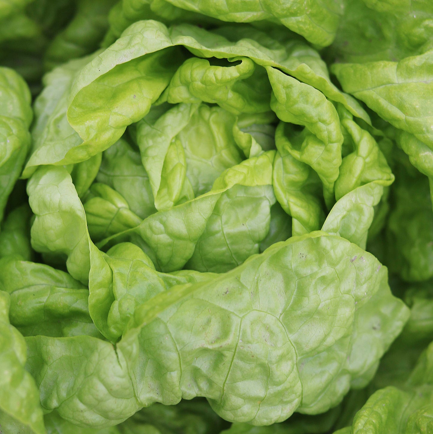 Seed Savers Exchange - Tennis Ball Lettuce