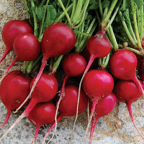 Seed Savers Exchange - Early Scarlet Globe Radish