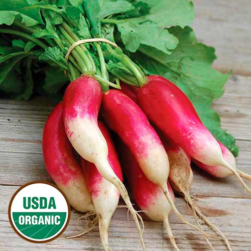 Seed Savers Exchange - French Breakfast Radish