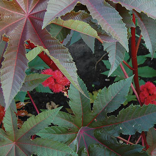 Seed Savers Exchange - Gibsonii Castor Bean Flower