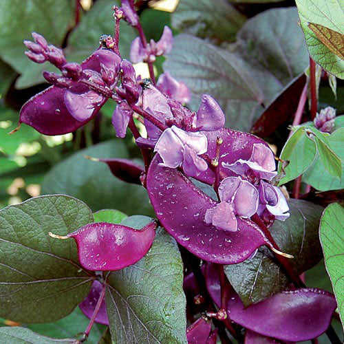 Seed Savers Exchange - Ruby Moon Hyacinth Bean
