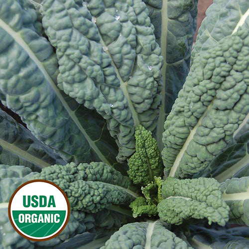 Seed Savers Exchange - Lacinato (Dinosaur) Kale