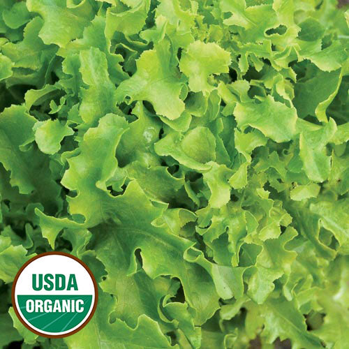 Seed Savers Exchange - Gold Rush Lettuce