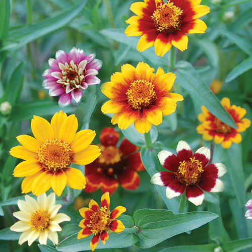 Seed Savers Exchange - Persian Carpets Zinnia