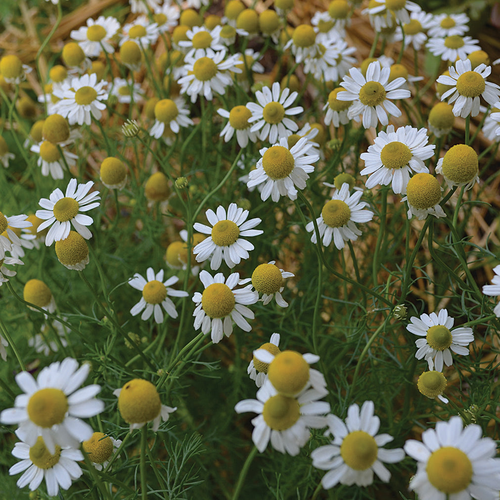 Seed Savers Exchange - German Chamomile