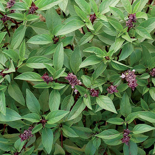 Seed Savers Exchange - Thai Basil