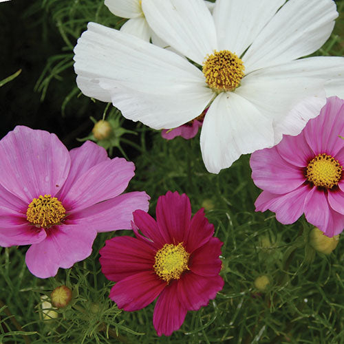 Seed Savers Exchange - Sensation Cosmos Mixture