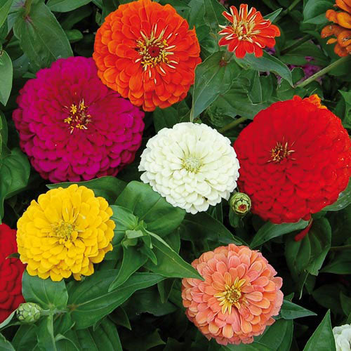 Seed Savers Exchange - Benary's Giant Zinnia