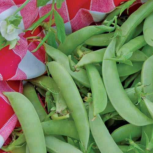 Seed Savers Exchange - Amish Snap Peas