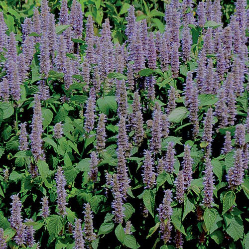 Seed Savers Exchange - Lavender Hyssop