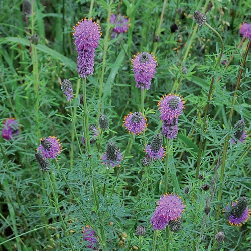 Seed Savers Exchange - Purple Prairie Clover