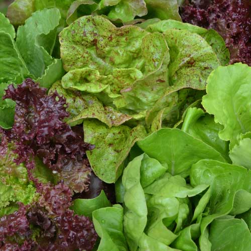 Seed Savers Exchange - Seed Savers Lettuce Mix