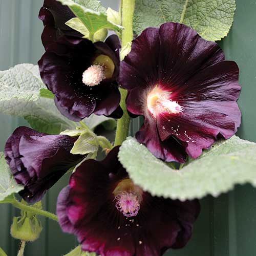 Seed Savers Exchange - Black Hollyhock