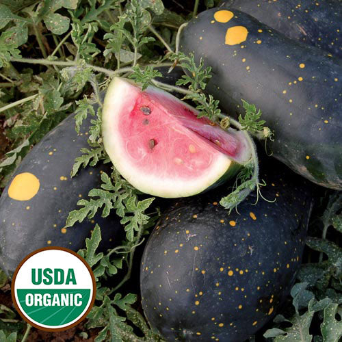 Seed Savers Exchange - Moon and Stars (Cherokee) Watermelon