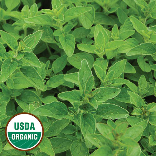 Seed Savers Exchange - Greek Oregano