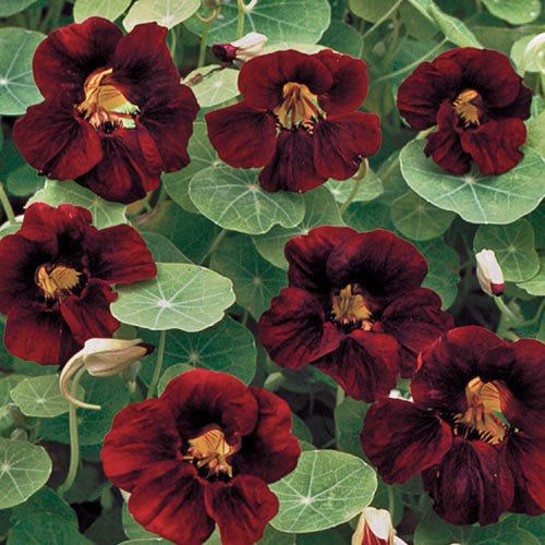 Seed Savers Exchange - Black Velvet Nasturtium