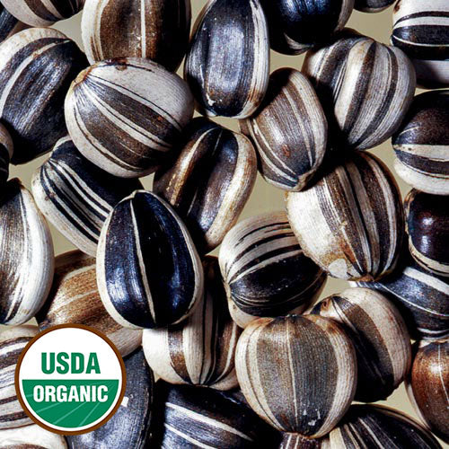Seed Savers Exchange - Titan Sunflower