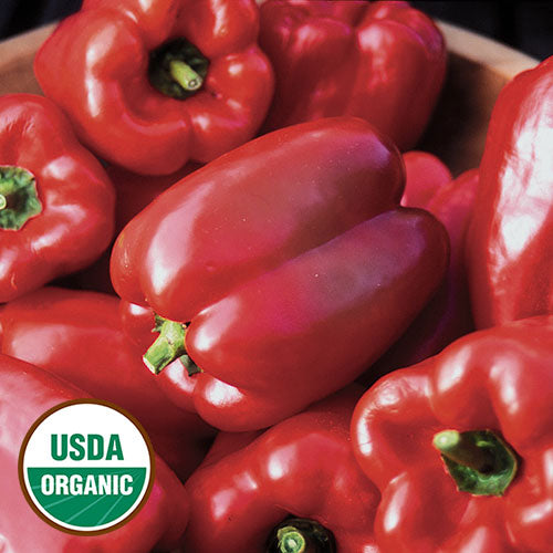 Seed Savers Exchange - King of the North Pepper