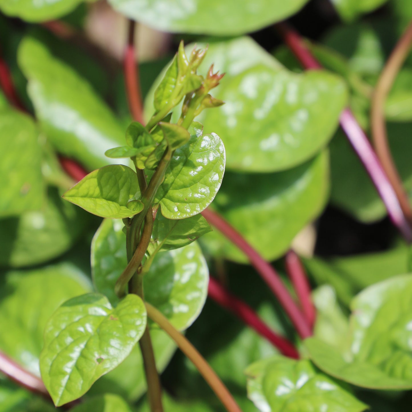 Seed Savers Exchange - Red Malabar Spinach