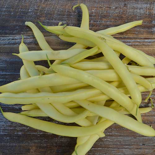 Seed Savers Exchange - Pencil Pod Golden Wax Bean