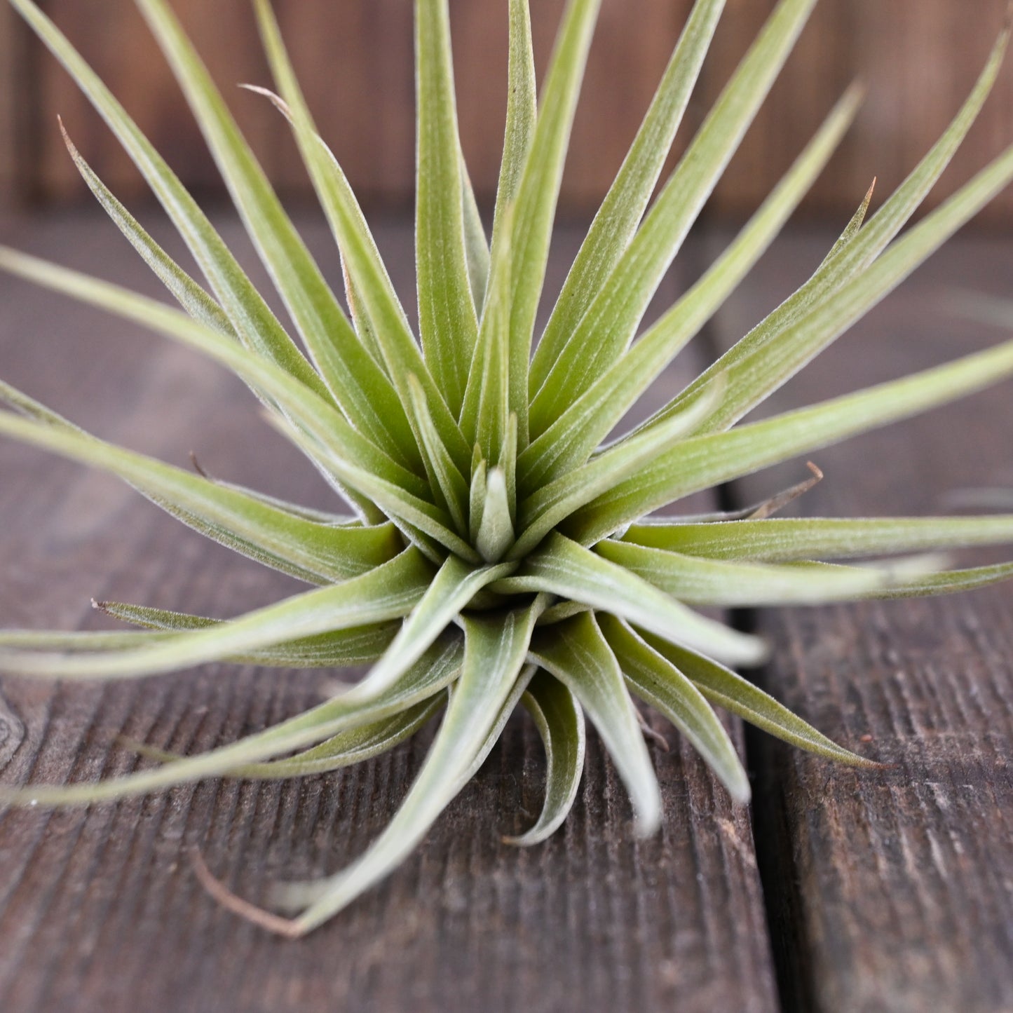 Tillandsia - Collection of 3 Air Plants