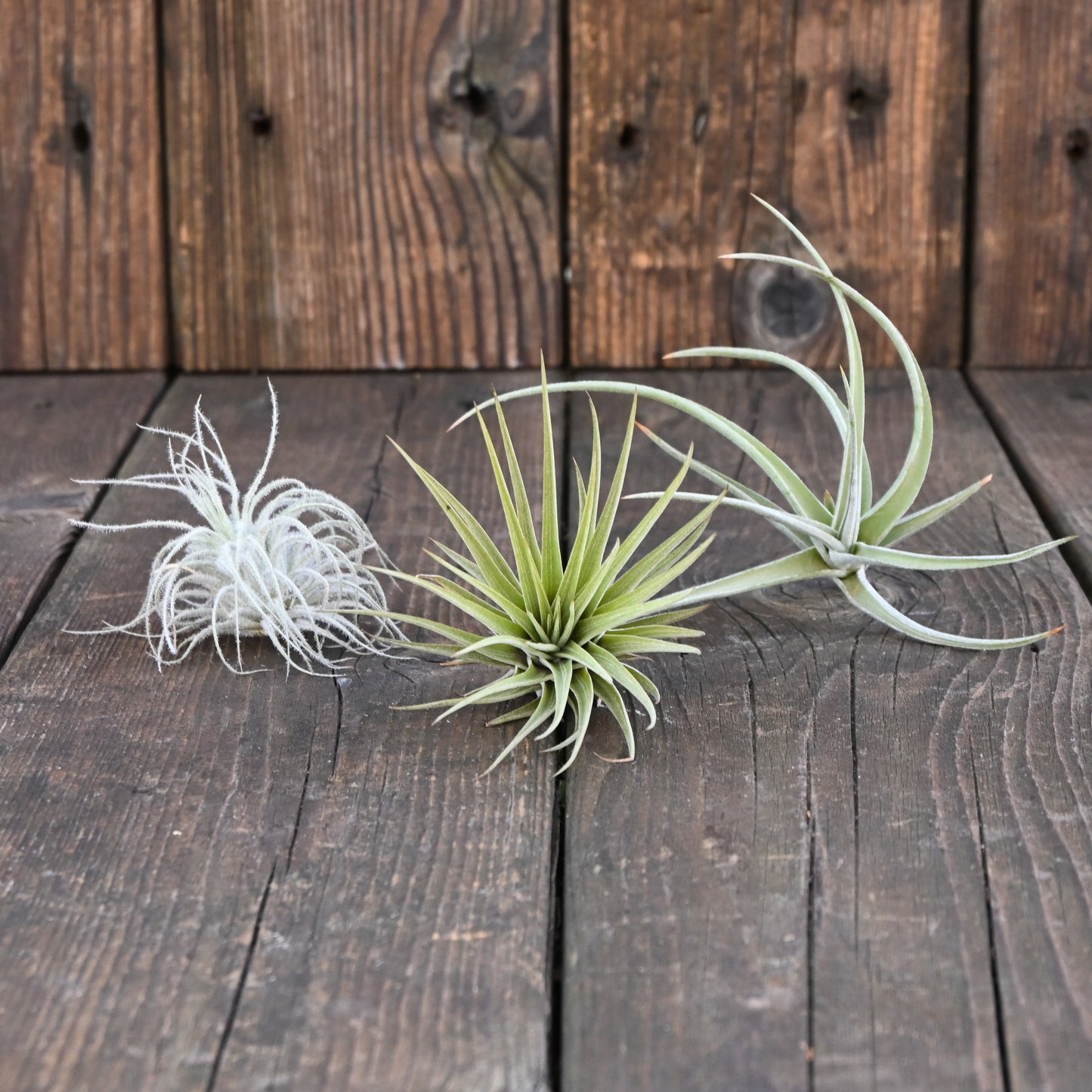 Tillandsia - Collection of 3 Air Plants